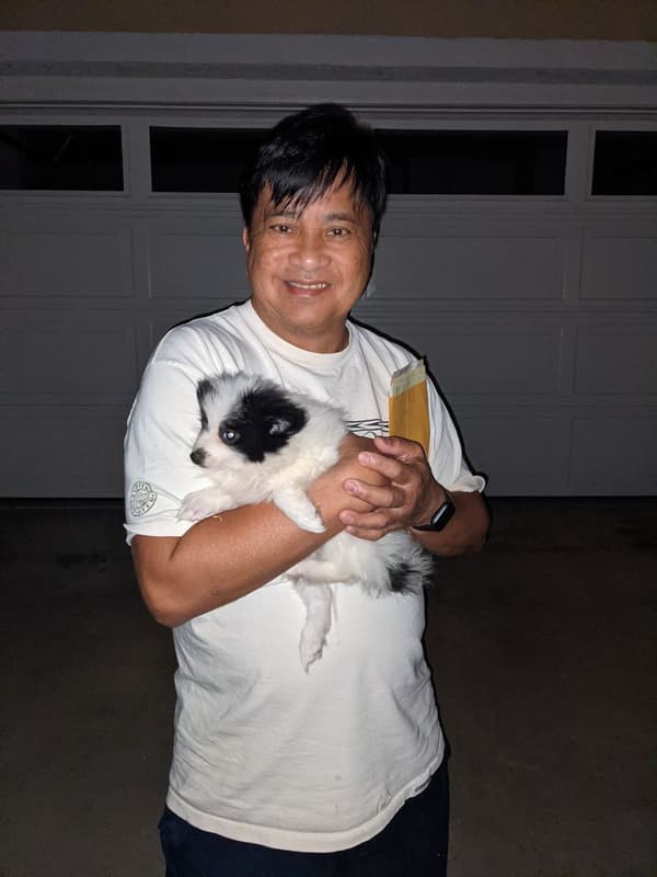 Customer photo of Pomeranian puppy from Cesar H.