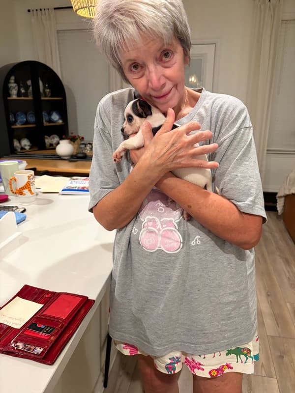 Customer photo of Chihuahua puppy from Debra L.