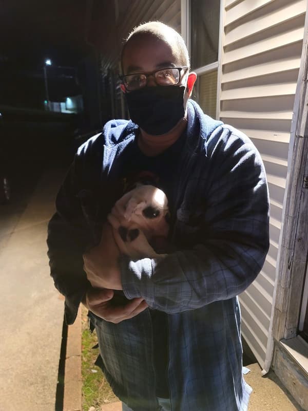 Customer photo of English Bulldog puppy from Ray G.