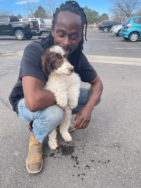 Customer photo of Poodle, Standard puppy from Mellab W. 