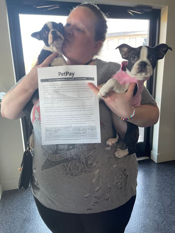 Customer photo of Boston Terrier puppy from Bekah E.