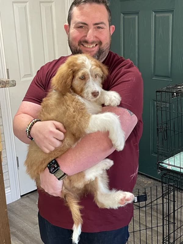 Customer photo of Aussiedoodle puppy from Phil F.