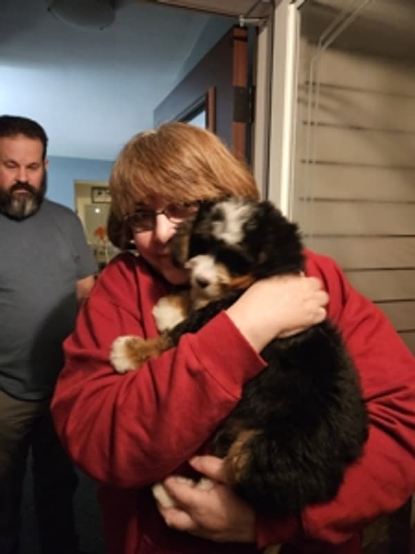 Customer photo of Bernedoodle, Mini puppy from Kathleen M.