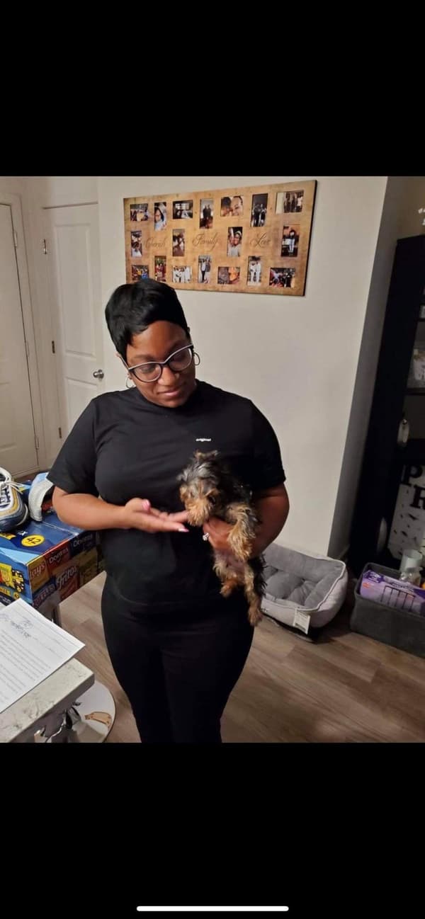 Customer photo of Yorkshire Terrier - Yorkie puppy from Keyona P. 