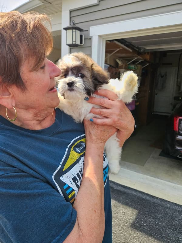 Customer photo of Havanese puppy from Kathleen R.