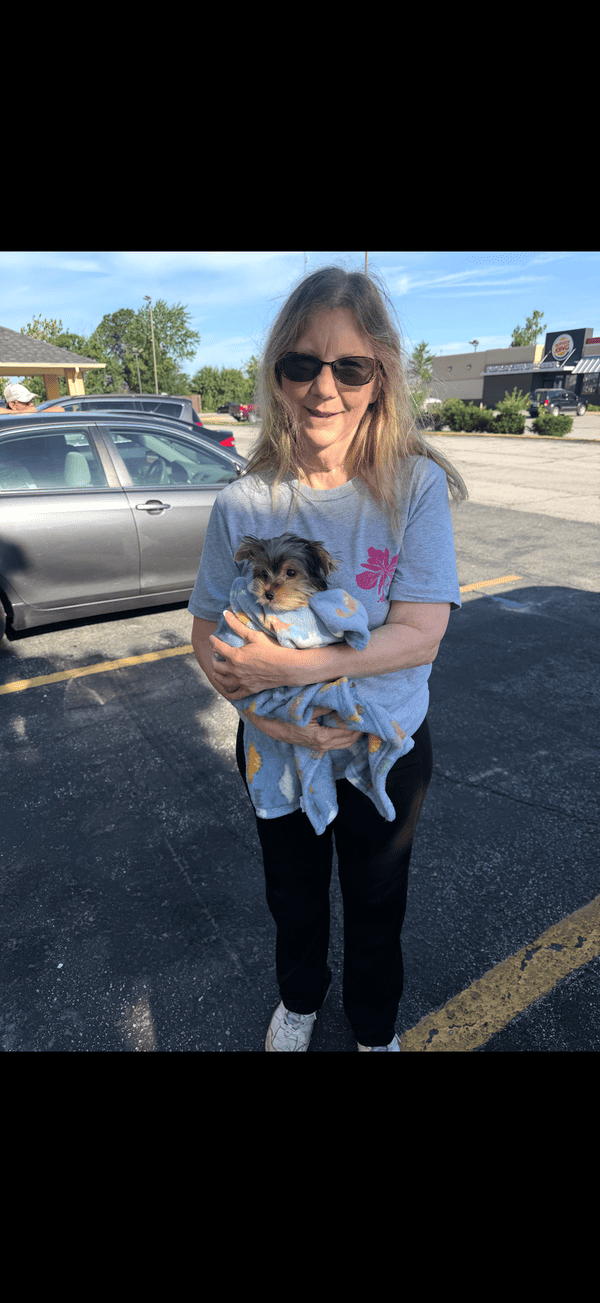 Customer photo of Yorkshire Terrier - Yorkie puppy from Laurie S.