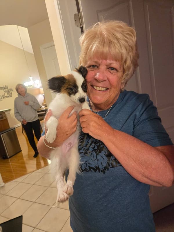 Customer photo of Papillon puppy from Wende W.
