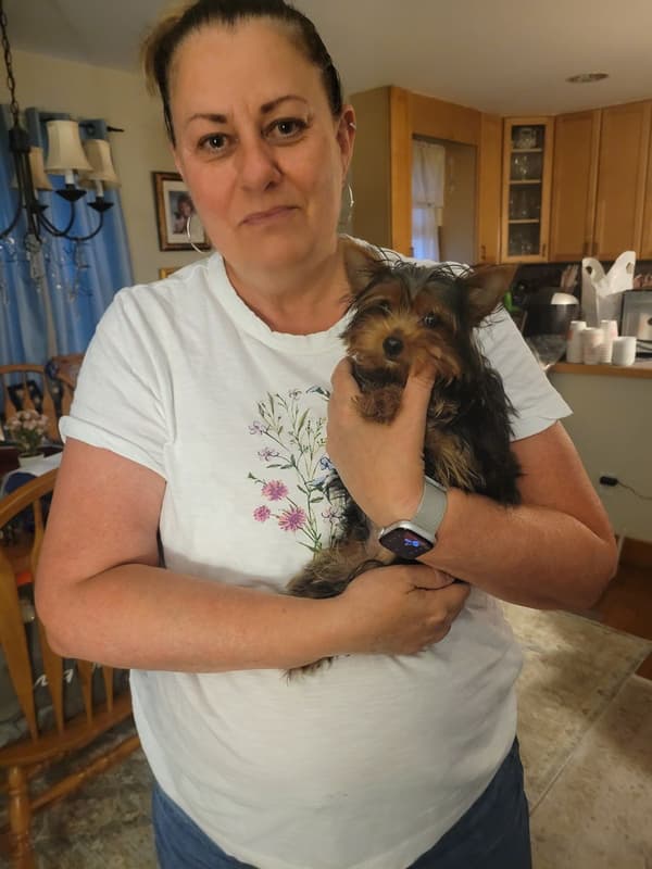 Customer photo of Yorkshire Terrier - Yorkie puppy from Kelly M.