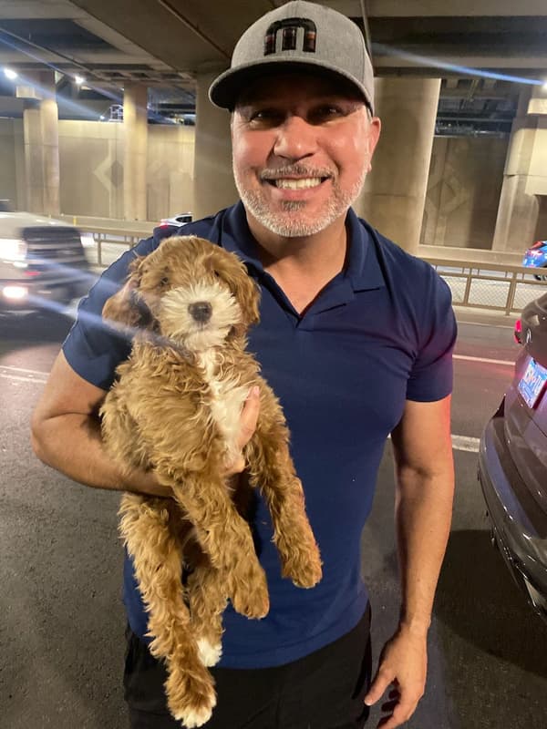 Customer photo of Goldendoodle, Mini puppy from Brian P.