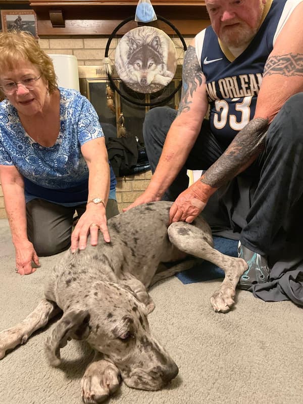 Customer photo of Great Dane puppy from Michael H.