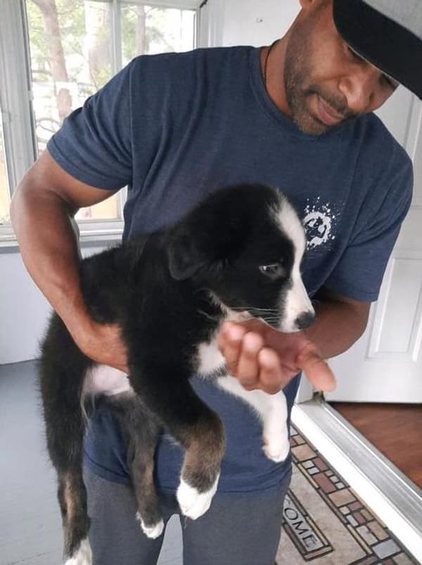 Customer photo of Australian Shepherd puppy from Julian M.