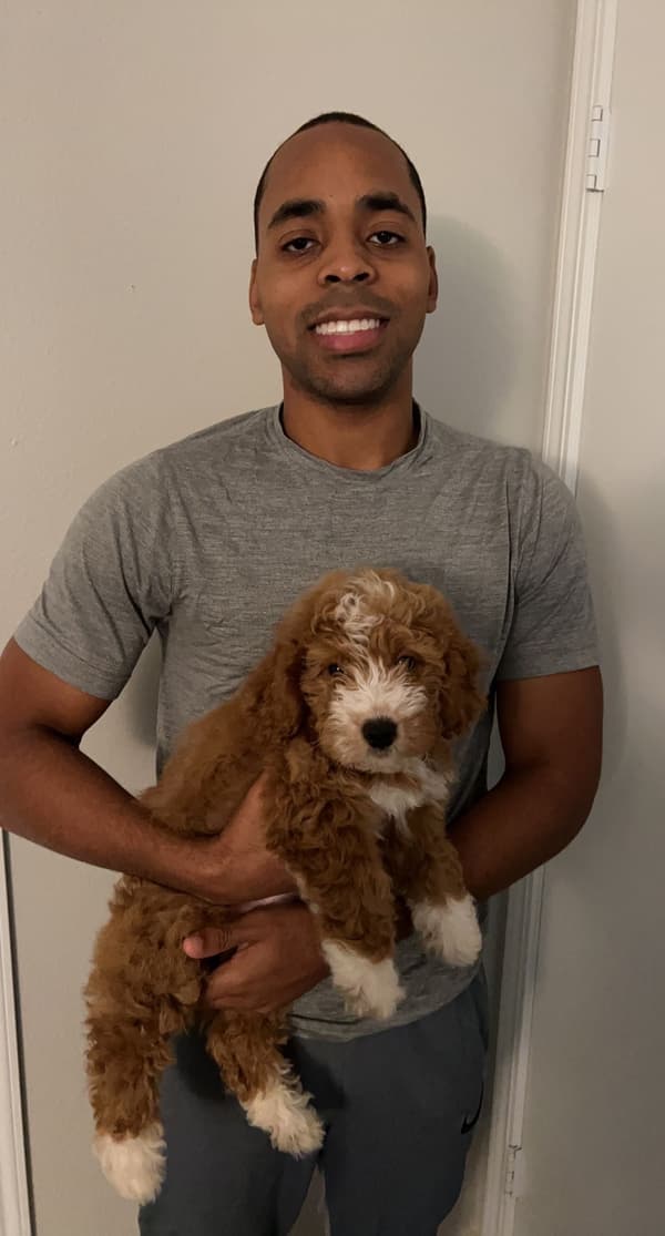Customer photo of Bernedoodle, Mini puppy from Marcus B.