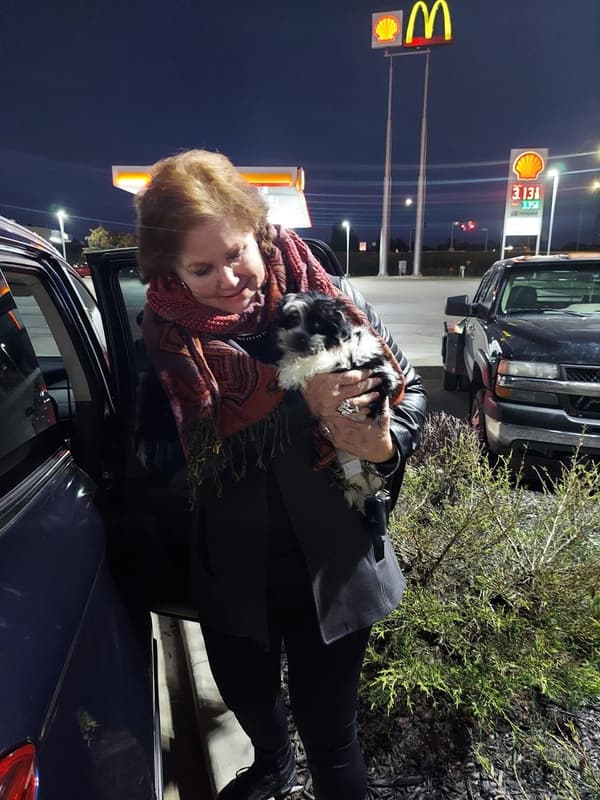 Customer photo of Havanese puppy from Krista B.