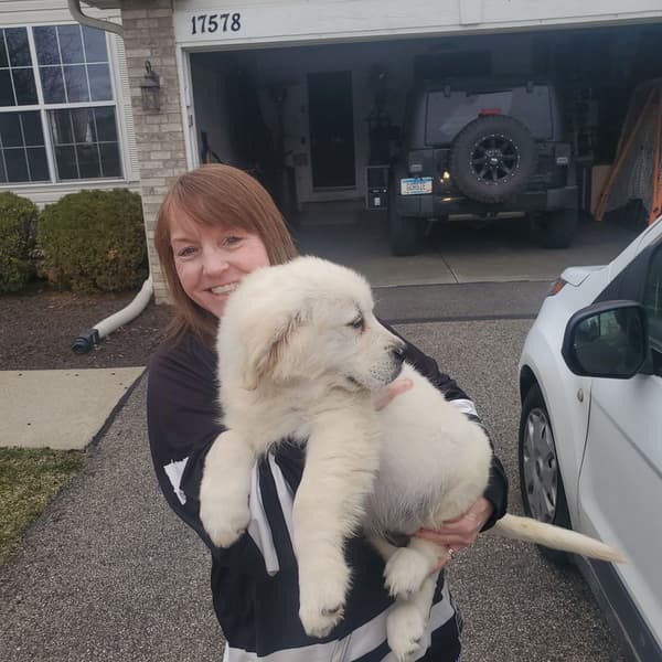 Customer photo of English Golden Retriever puppy from Kelly L.