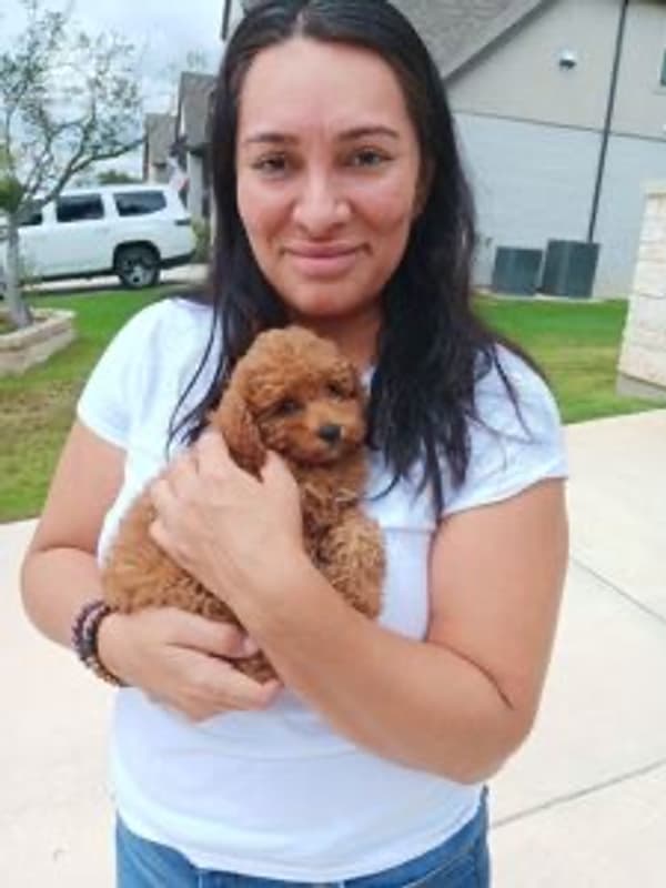 Customer photo of Poodle, Toy puppy from Brittany M.