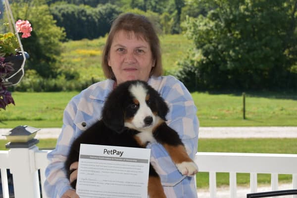 Customer photo of Bernese Mountain Dog puppy from Angela G.