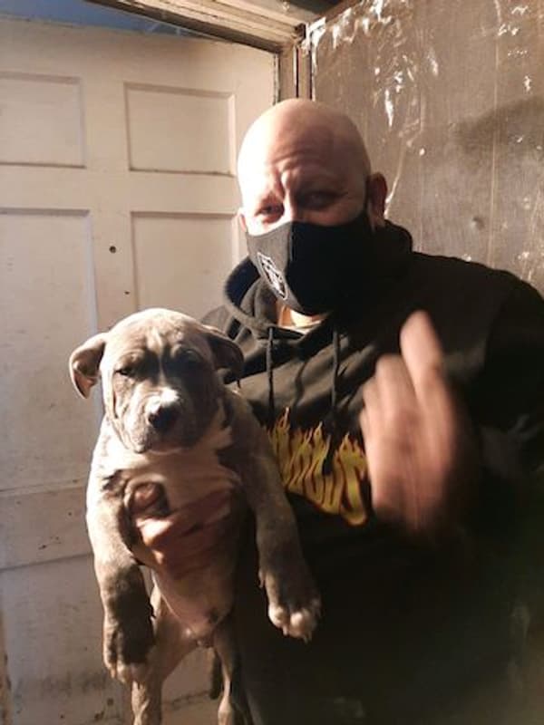 Customer photo of American Bully puppy from Russel H.