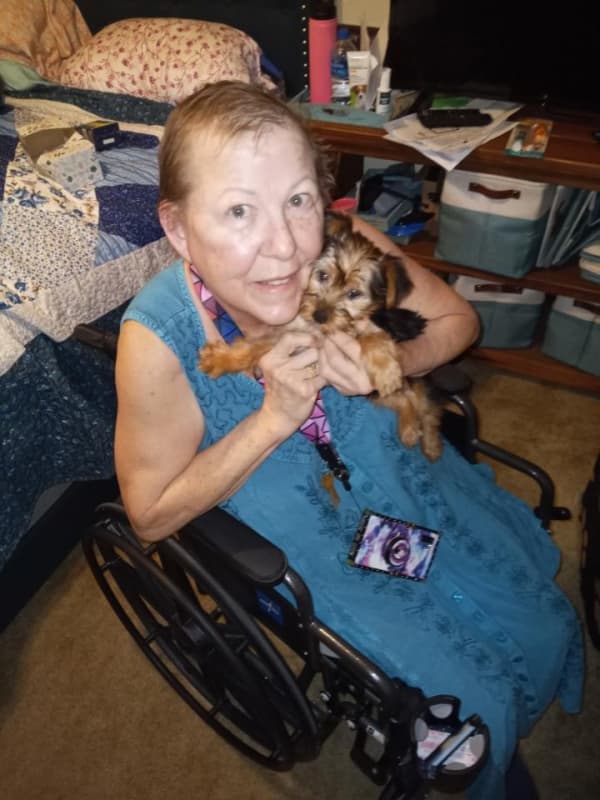 Customer photo of Yorkshire Terrier - Yorkie puppy from Patti B. 