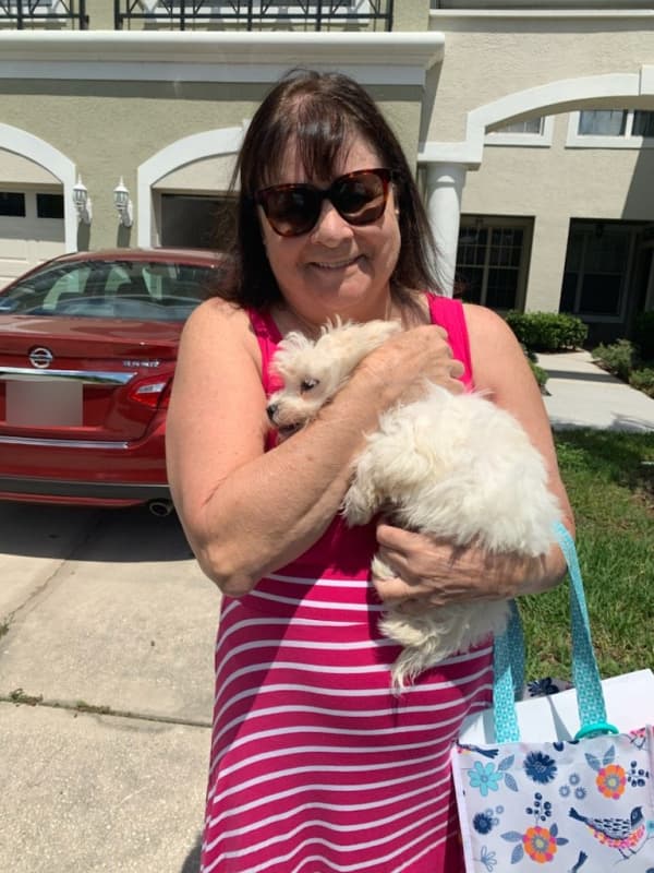 Customer photo of Havanese puppy from Phyllis C.