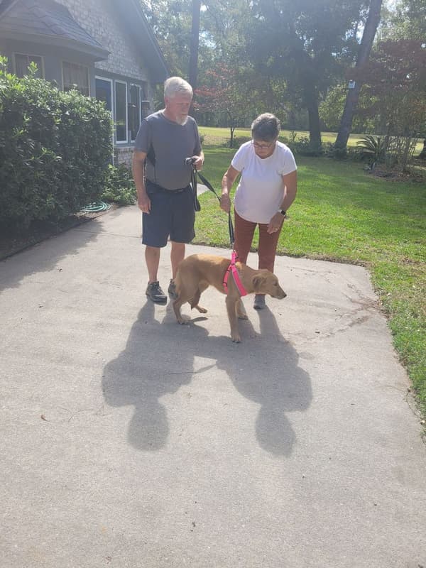 Customer photo of Golden Retriever puppy from Bob H.