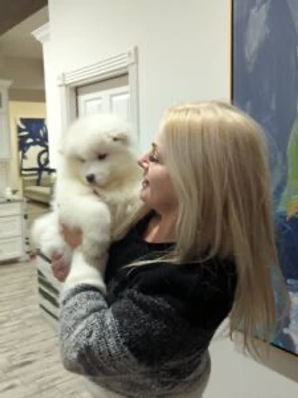 Customer photo of Samoyed puppy from Coraline W.