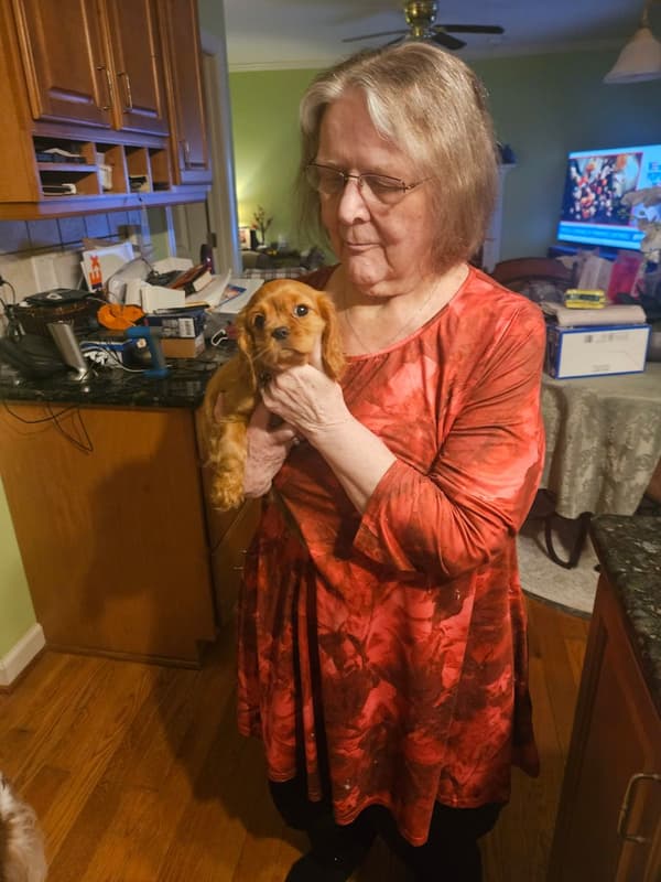 Customer photo of Cavalier King Charles Spaniel puppy from Angela H.