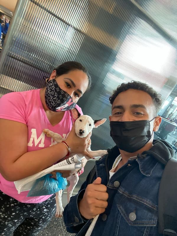 Customer photo of Bull Terrier puppy from Erica