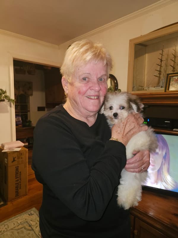 Customer photo of Malti Pom - Maltipom puppy from Suzanna R.