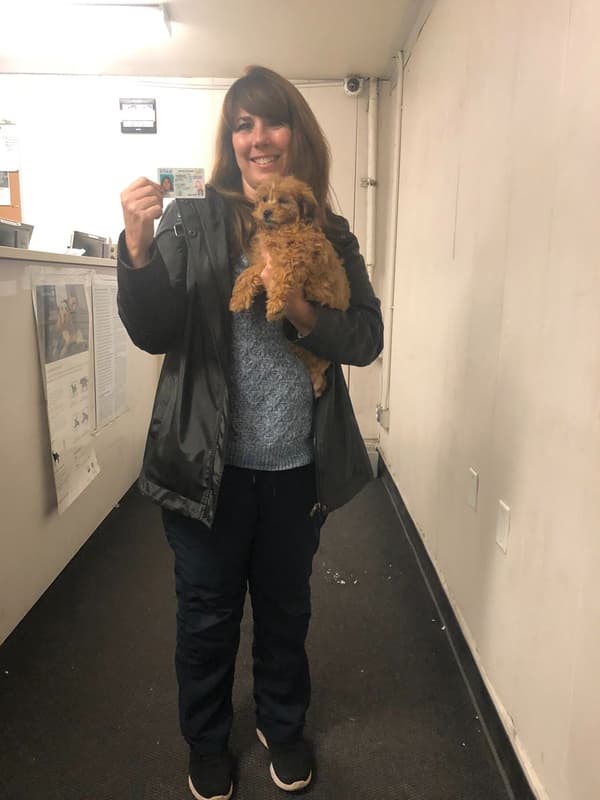 Customer photo of Shih-Poo - Shihpoo puppy from Jill K.