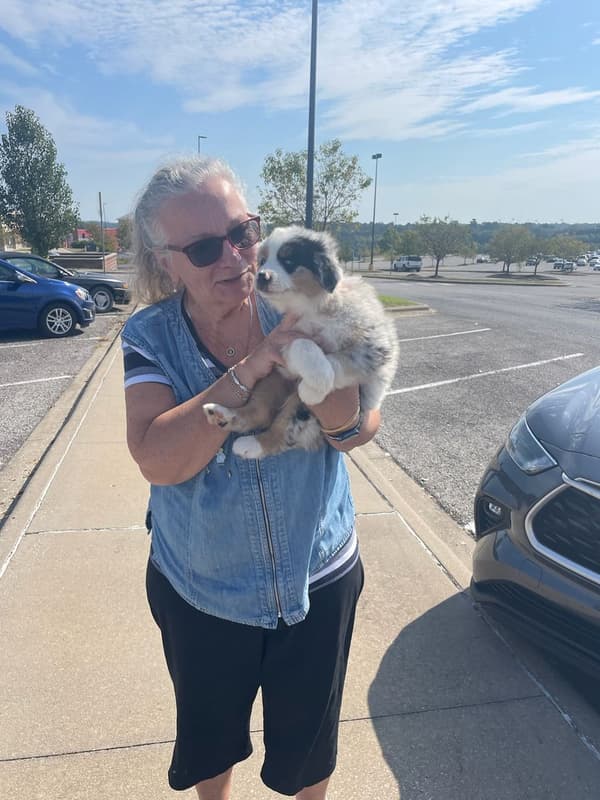 Customer photo of Miniature Australian Shepherd puppy from Dawn H. 