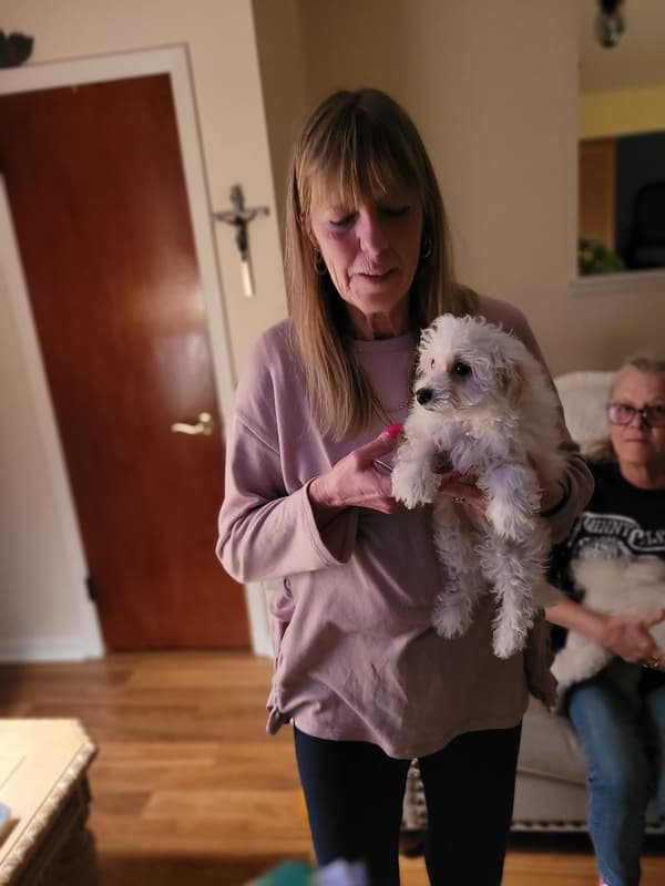 Customer photo of Bichon Frise puppy from Diane O.