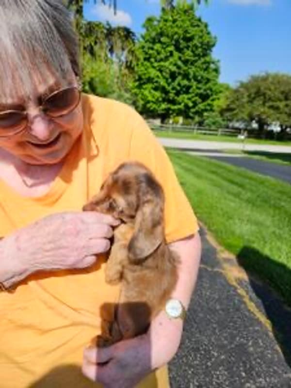Customer photo of Dachshund, Mini puppy from Susan W.