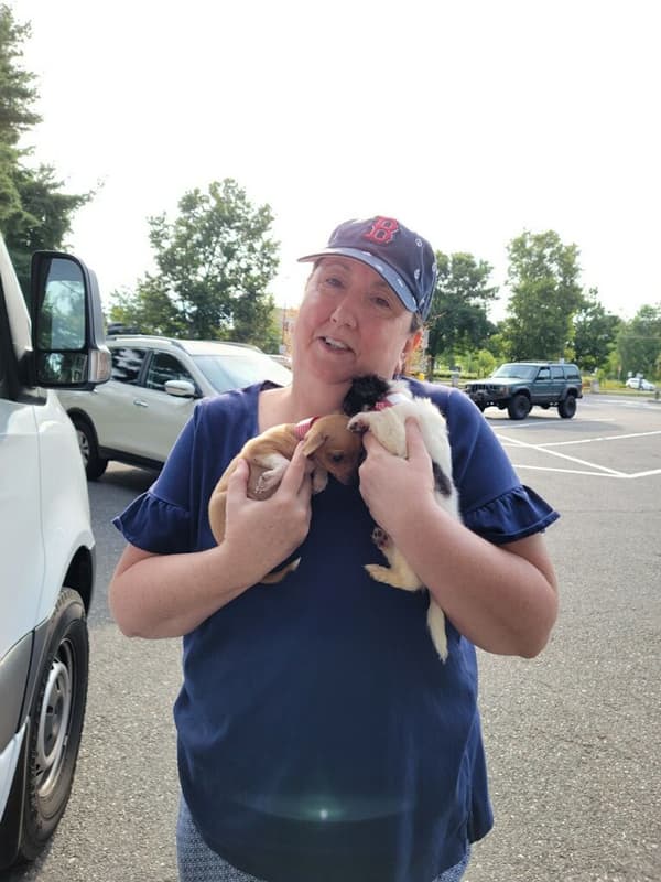 Customer photo of Chihuahua puppy from Laura M.