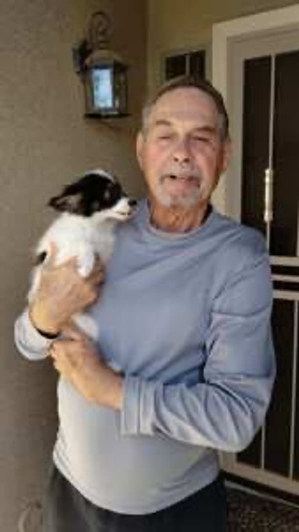 Customer photo of Papillon puppy from Roy M.