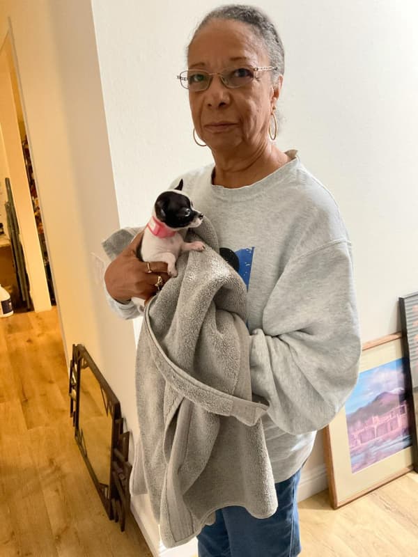 Customer photo of Chihuahua puppy from Joe Ann R.