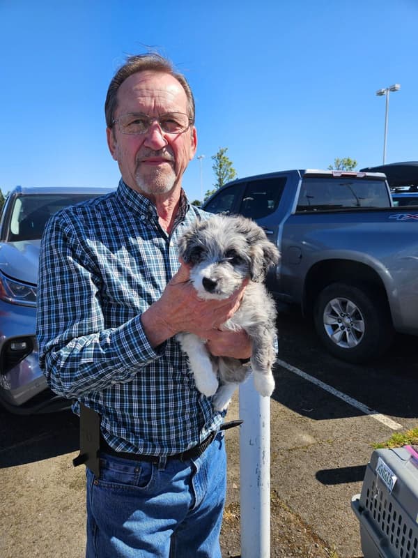 Customer photo of Aussiedoodle puppy from Guy M.