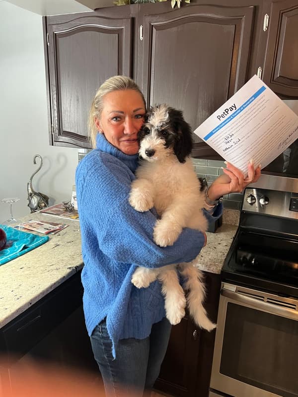 Customer photo of Bernedoodle puppy from Catherine S.