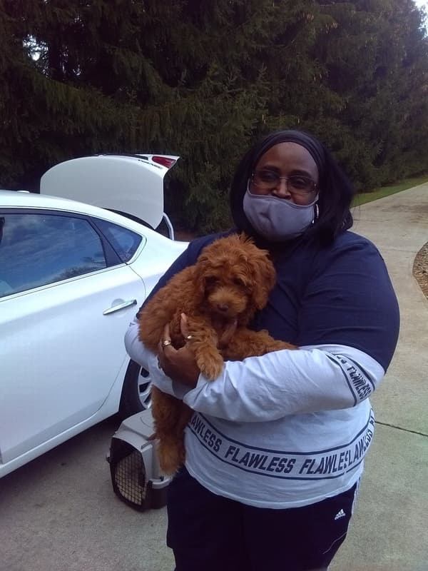 Customer photo of Goldendoodle, Mini puppy from Priscilla G.