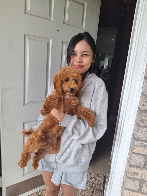 Customer photo of Poodle, Miniature puppy from Daniel T.