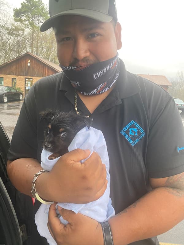 Customer photo of Australian Shepherd puppy from Alex Z.