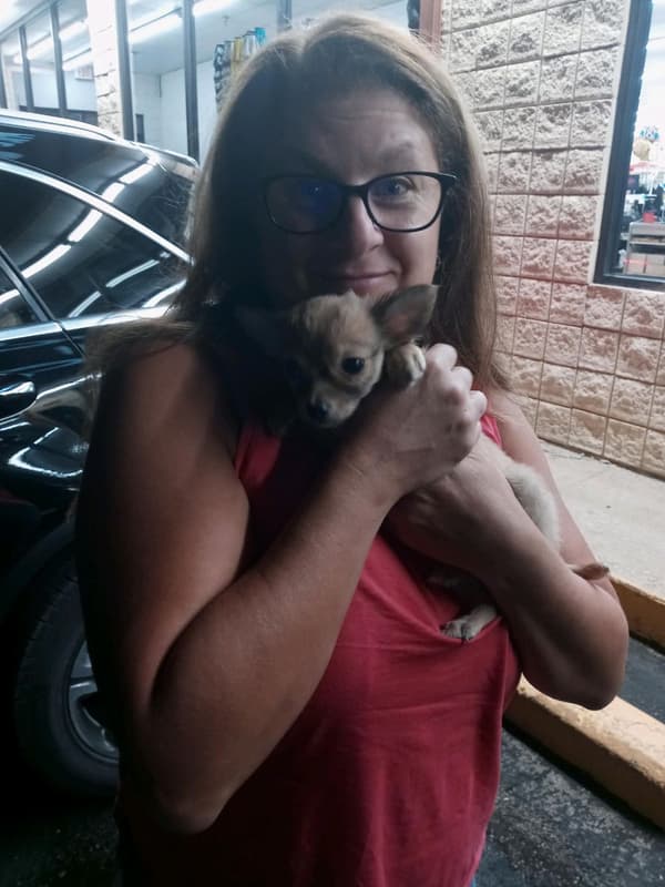 Customer photo of Chihuahua puppy from Annamarie L.