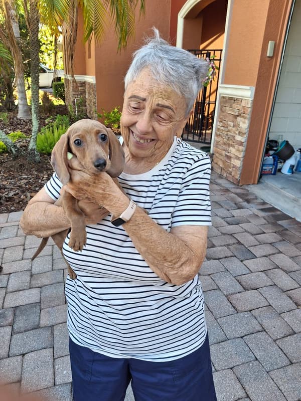 Customer photo of Dachshund, Mini puppy from Janet H.