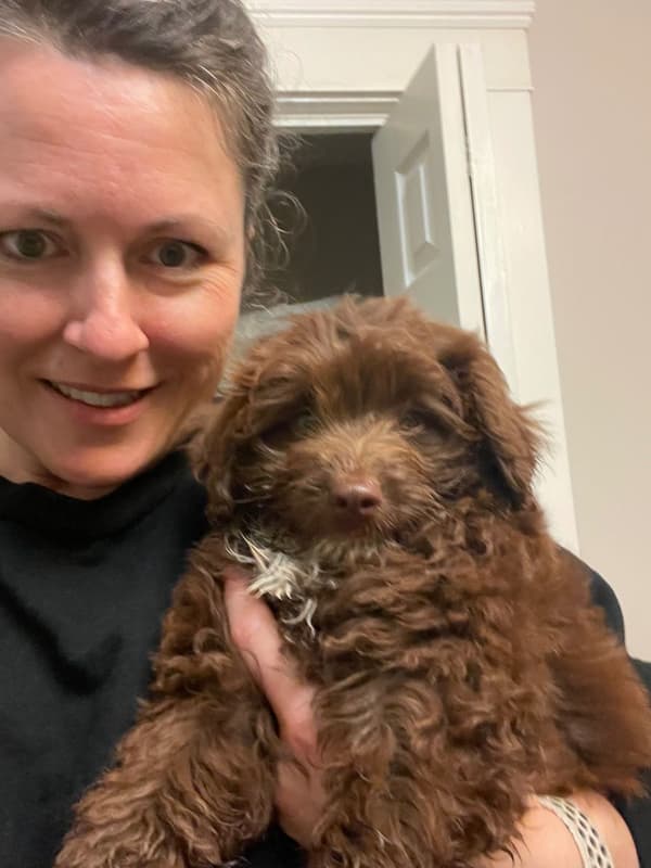 Customer photo of Poma-Poo - Pomapoo puppy from Narrissa W.