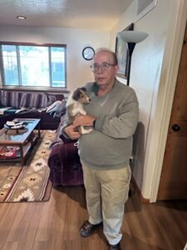 Customer photo of Shetland Sheepdog - Sheltie puppy from Ken C. 