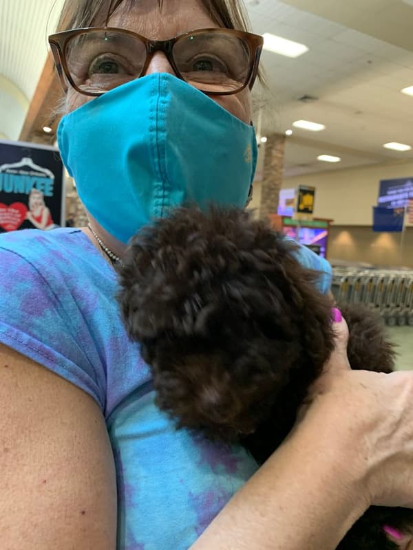 Customer photo of Poodle, Toy puppy from Janice P.