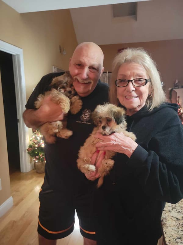 Customer photo of Shih-Poo - Shihpoo puppy from Donna N.