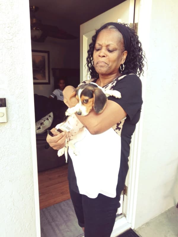 Customer photo of Beagle puppy from Diane E.