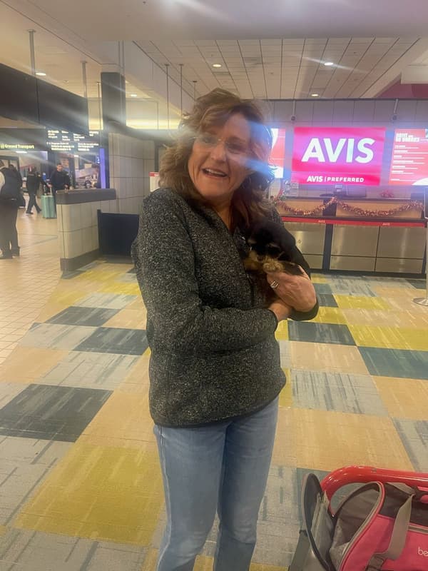 Customer photo of Yorkshire Terrier - Yorkie puppy from Rene K.