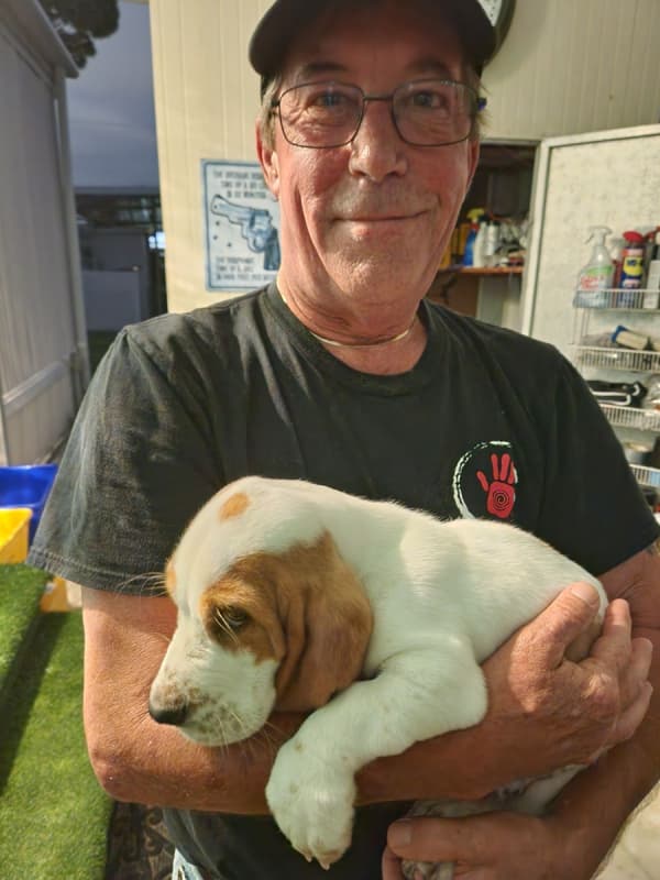 Customer photo of Basset Hound puppy from John G.