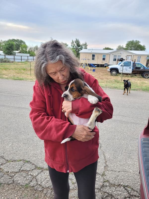 Customer photo of Basset Hound puppy from Gail S.